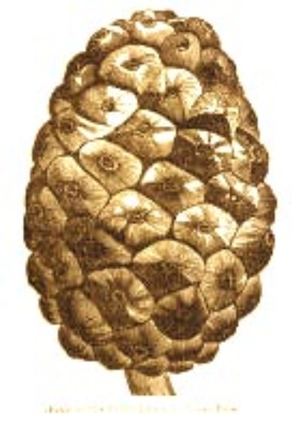 pinecone